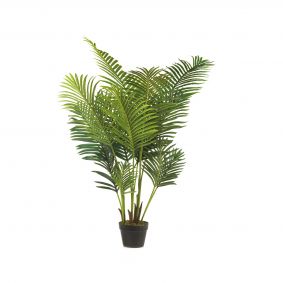 Palma Areca in vaso