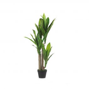 Dracaena verde in vaso