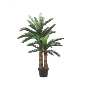 Palma Cycas in vaso