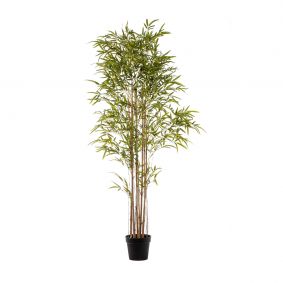 Pianta Bamboo con 2500 foglie in vaso