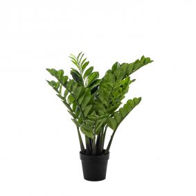 Pianta Zamifolia con 158 foglie in vaso
