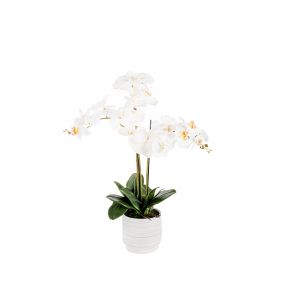 Pianta di Orchidea bianca in vaso