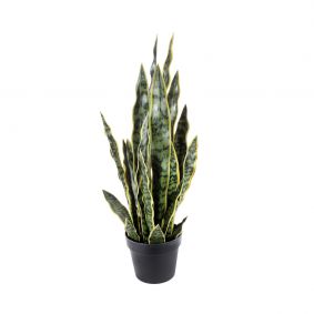 Pianta Sansevieria in vaso