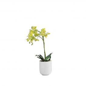 Orchidea con vaso in ceramica