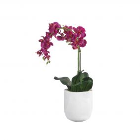 Orchidea con vaso in ceramica