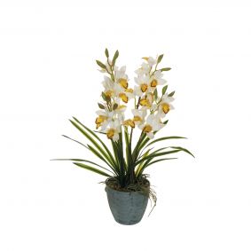 Cymbidium con vaso in ceramica