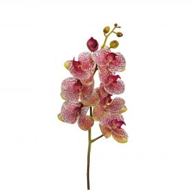 Ramo phalaenopsis viola/crema con 7 fiori e 5 bocci
