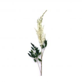 Rami astilbe bianco