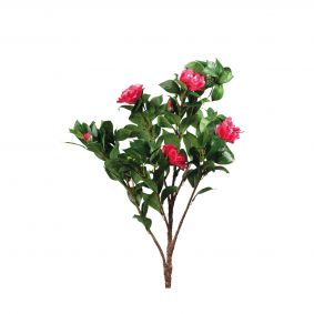 Camelia rosa con fiori e bocci