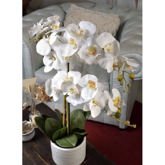 Pianta di Orchidea bianca in vaso
